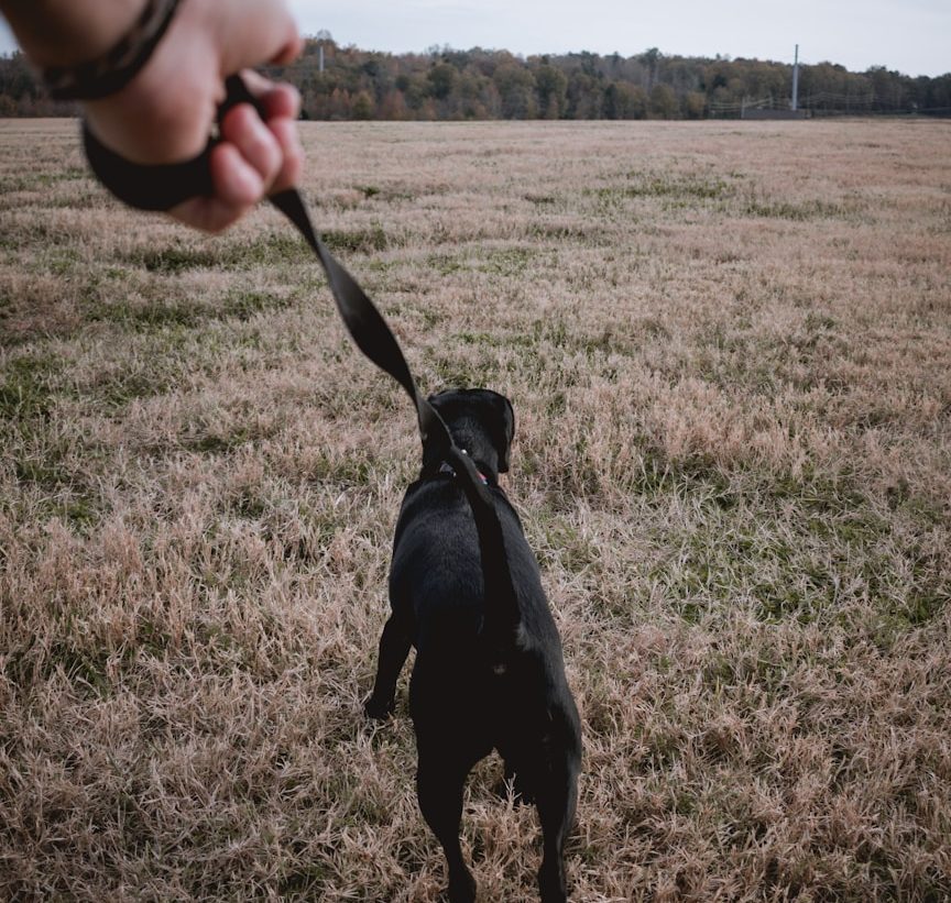 Stop pulling dog training Lead pulling dog training