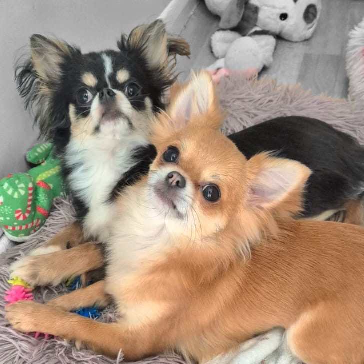 Puppies happy after dog training Satisfied first customers of Happy Dog Training