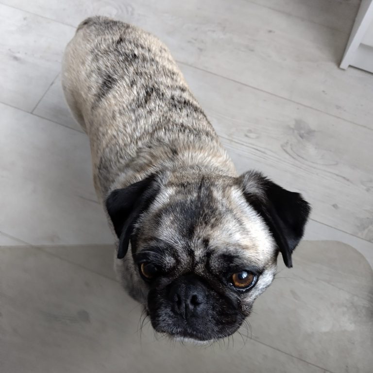 Pug - another customer of Happy Dog Training Satisfied customer of Happy Dog Training
