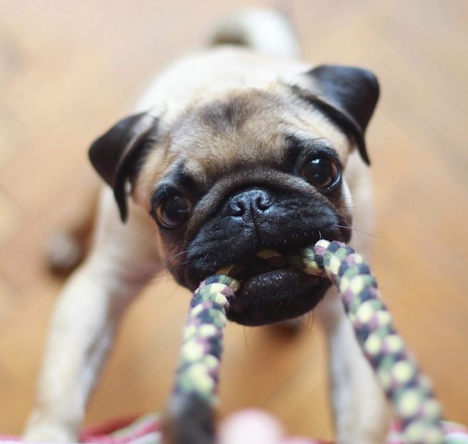Puppy trainng Positive puppy training around Heywood