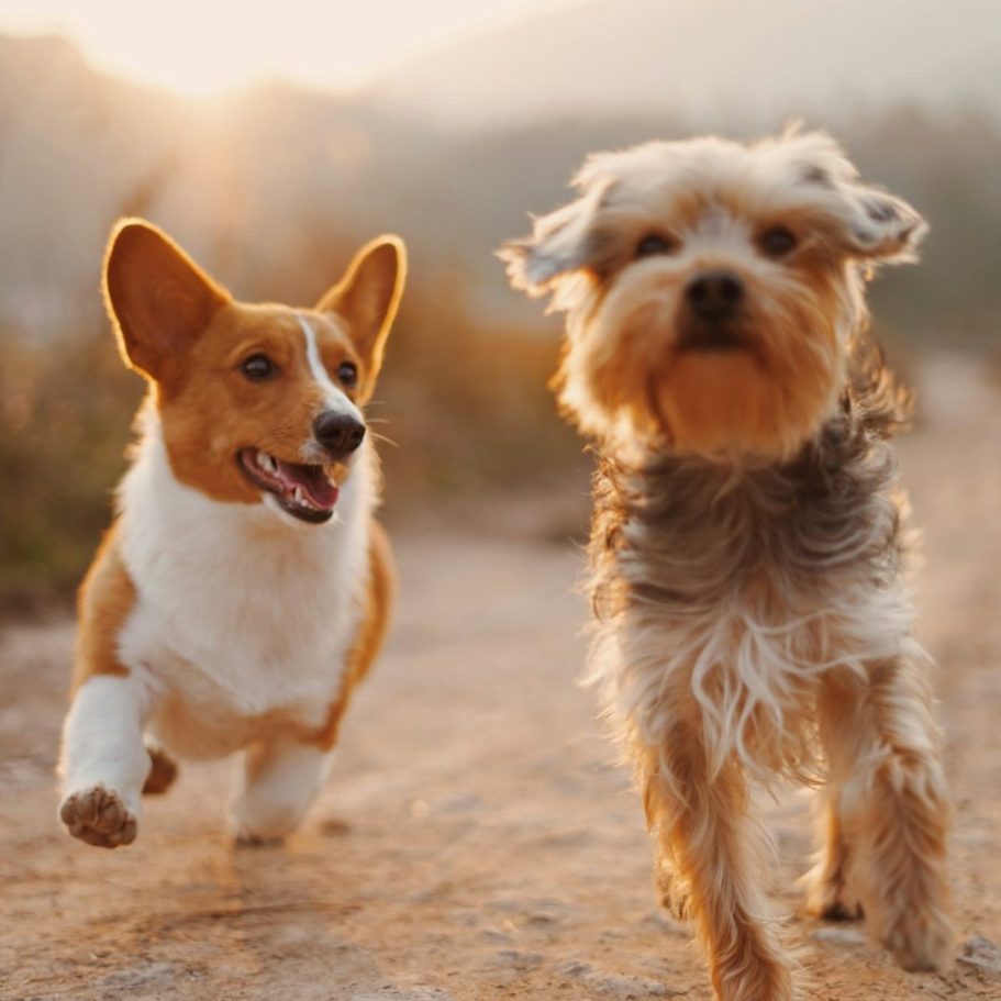 Adolescent dog training Adolescent dog training around Bury and Heywood