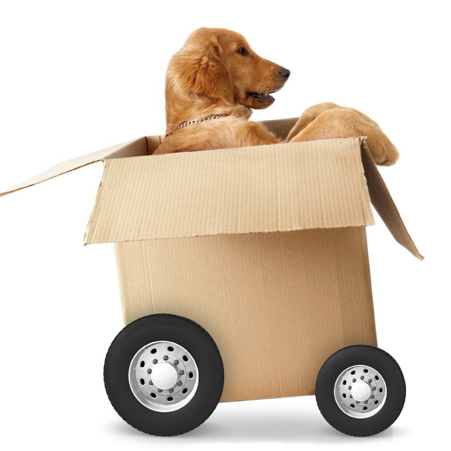 Dog car training Dog travel training around Heywood